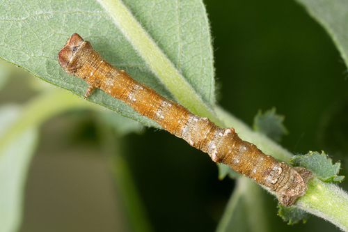 European Oak Beauty