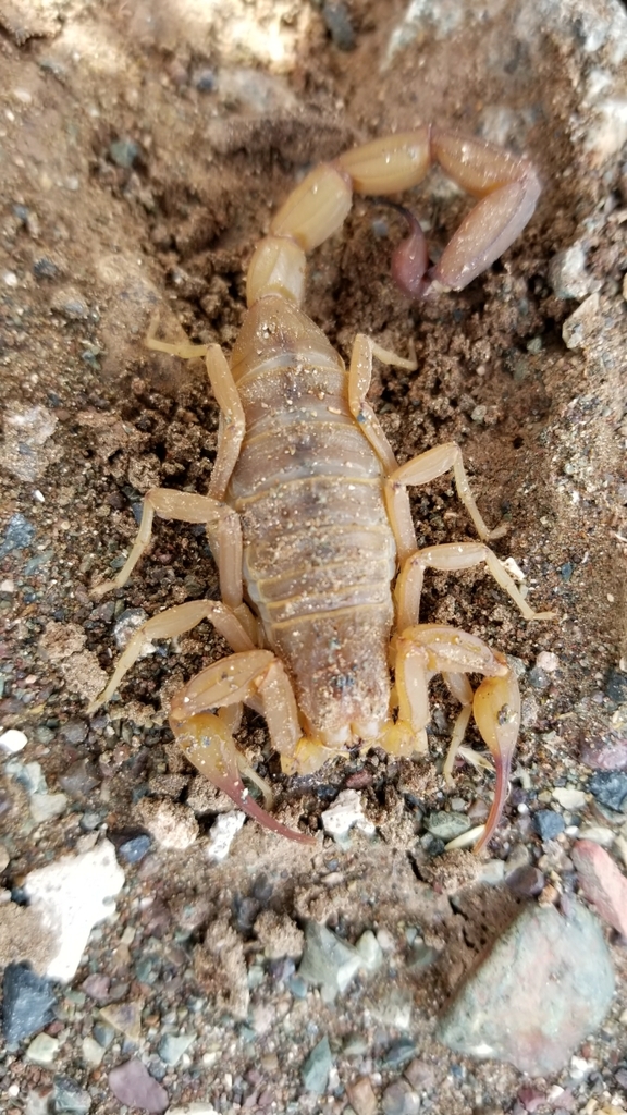 Heteroctenus garridoi