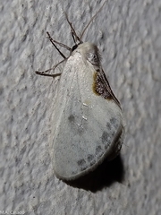 Cilix hispanica