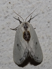Cilix hispanica