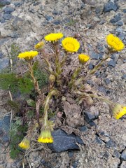 Tussilago farfara