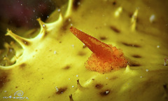 Candelabrum australe