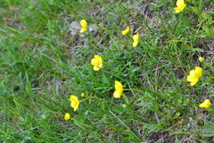 Ranunculus pedatus
