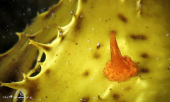 Candelabrum australe