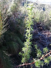 Cliffortia phillipsii