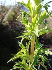 Cliffortia phillipsii