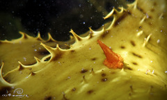 Candelabrum australe