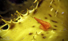 Candelabrum australe