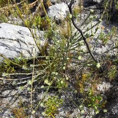 Amphithalea tomentosa