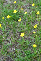 Ranunculus pedatus