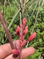 Hesperaloe parviflora