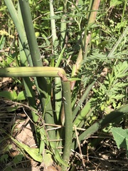 Hesperaloe parviflora