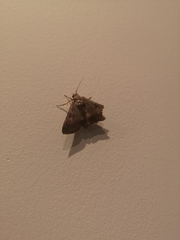 Ercheia cyllaria
