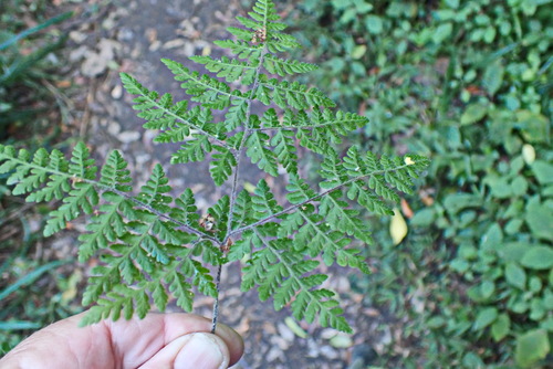 Image of Cheilanthes bergiana by no rights reserved
