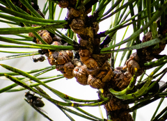 Toumeyella parvicornis