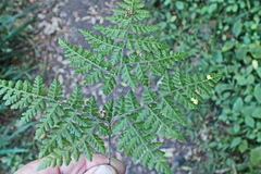 Cheilanthes bergiana