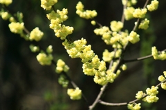 Litsea cubeba