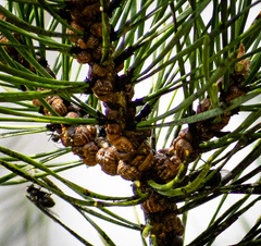 Toumeyella parvicornis