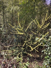 Litsea cubeba