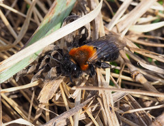 Andrena thoracica