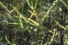 Litsea cubeba