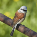 Red-backed Shrike - Photo (c) Kurilin M S, some rights reserved (CC BY-NC), uploaded by Kurilin M S
