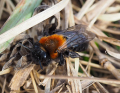 Andrena thoracica