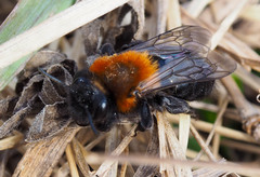 Andrena thoracica