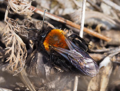 Andrena thoracica