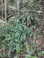 Alpinia japonica