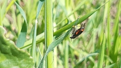 Haplomalachius flabellatus
