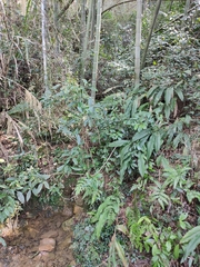 Alpinia japonica