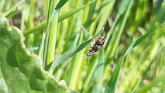 Haplomalachius flabellatus
