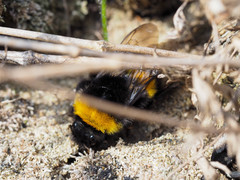 Bombus lucorum