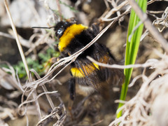 Bombus lucorum