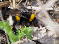 Bombus lucorum