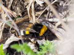 Bombus lucorum