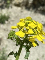 Erysimum cuspidatum