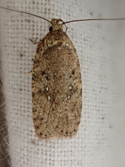 Agonopterix heracliana