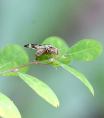 Sphenella sinensis