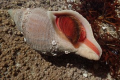 Fasciolariidae