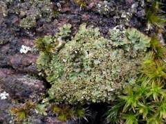 Melanohalea laciniatula