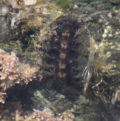 Acanthochitona zelandica image