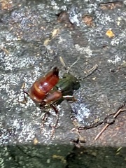 Hesperus baltimorensis