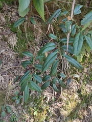Itea chinensis