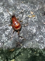 Hesperus baltimorensis