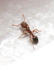 Tetramorium bicarinatum