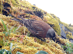 Leucosticte tephrocotis littoralis