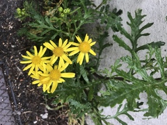 Senecio squalidus