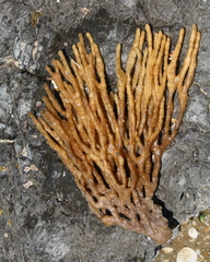 Pararhaphoxya sinclairi